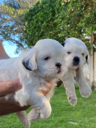 Vendo Shih Tzu 1 macho e 1 fêmea puros