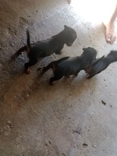 Filhote de cachorro pinscher macho r$ 500 fêmea 550 com 45 dias de nascidos
