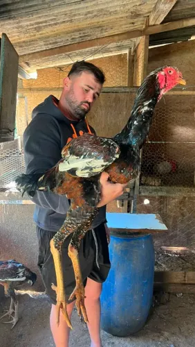 Ovos férteis de indio gigante mil flores