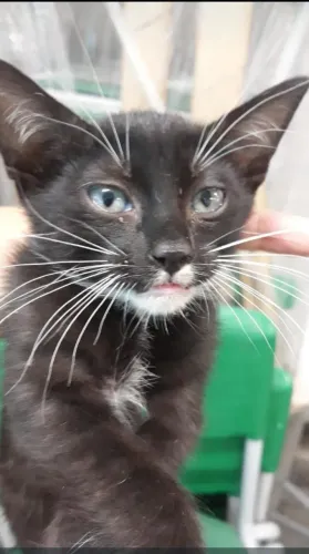 Gatinha Frajola para Adoção Responsável 