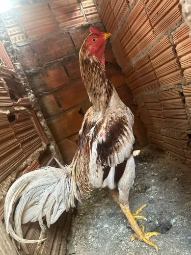 Galo indio