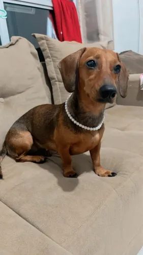 Disponível cachorro da raça dachshund (SALSICHA)