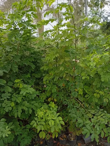 Mudas de Sansão do Campo 