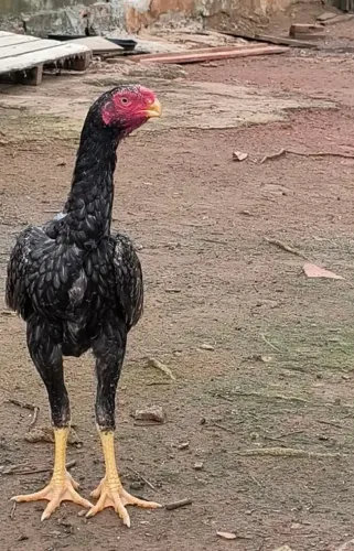 Bico Curto 