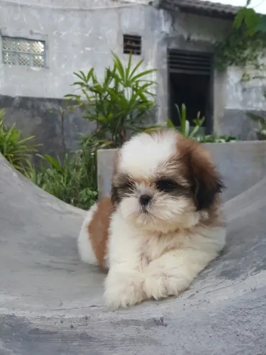 Shih Tzu Fofura que conquista no primeiro olhar