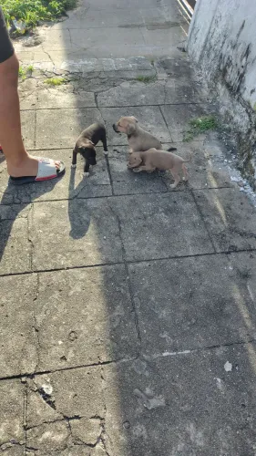 Cães SRD para adoção urgente