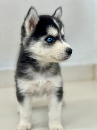 Fêmea de Husky Siberiano 