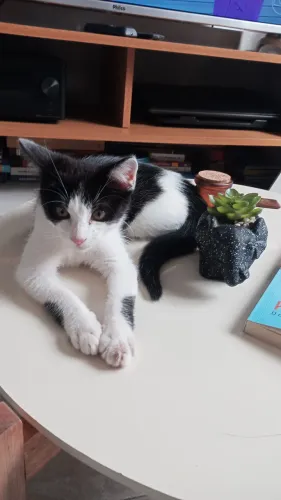 Gata castrada para doação 