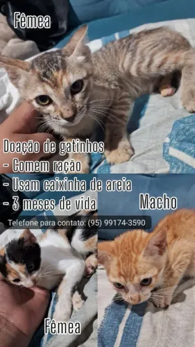 Gatinhos para doação 