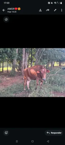 Vendes se novilha e vacas de leite