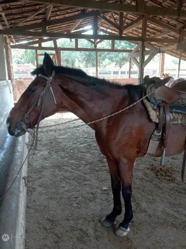 VENDO OTIMO CAVALO DE SELA