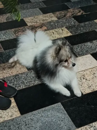 vendo lulu da Pomerânia