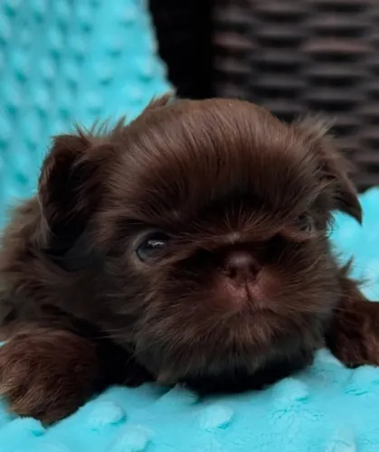 Filhotes de Shih Tzu | Um amigo para qualquer momento.