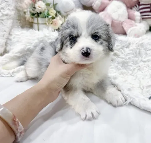 Baby Border Collie super docil brincalhao e vacinado com contrato