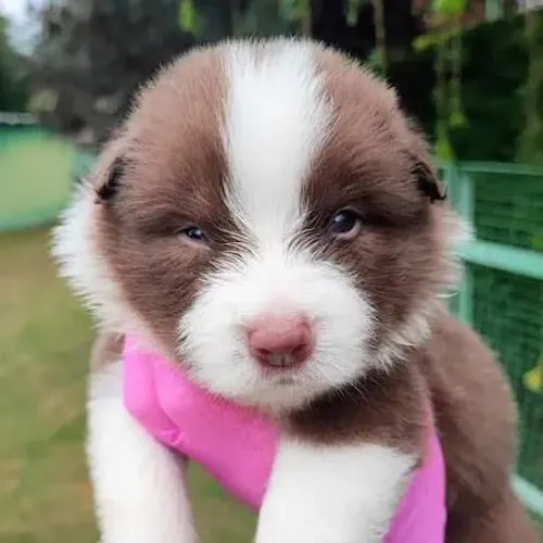 Vendo um casal de collie filhote de 2 meses preço do casal 3,500
