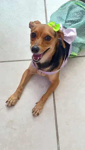 Doação cachorro fêmea porte pequeno
