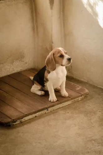 Beagle Seu próximo parceiro de aconchego pode estar aqui