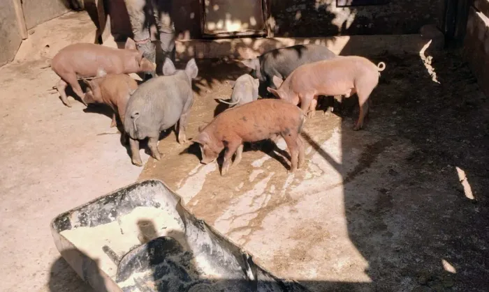 PROMOÇÃO  , leitão 450 reais 35/45kg