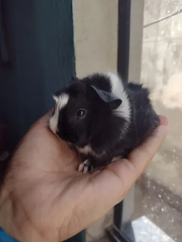 LINDO FILHOTE DE PIG DOS PELUDOS ( POSSUO VARIAS RACAS )