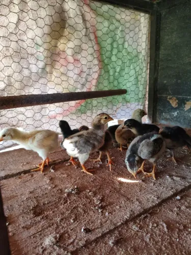 Pintinhos caipira 