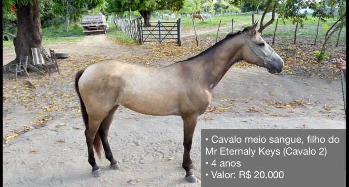 Cavalo meio sangue