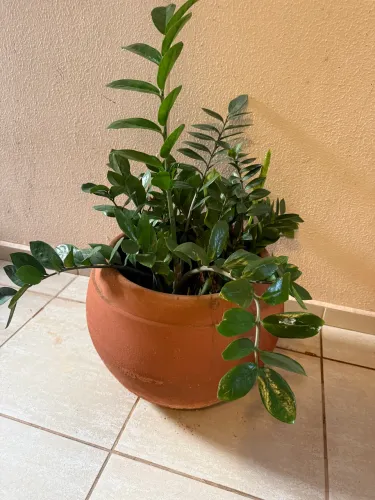 Vaso de cerâmica com planta
