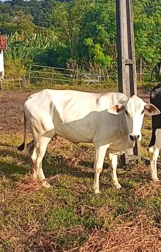 Vaca boa pra machado