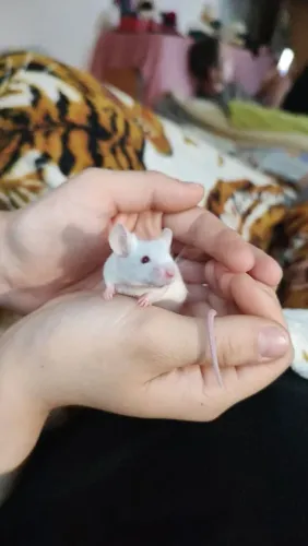 Camundongo ?