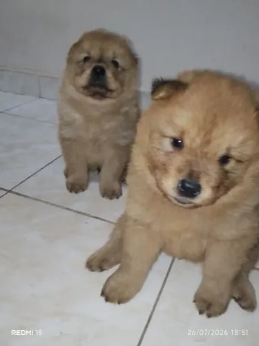 Filhotes de Chow Chow 