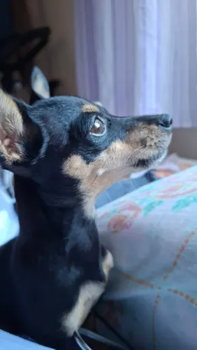 Linda pinscher