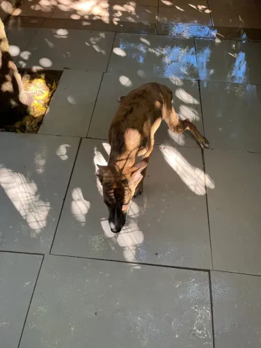 Adoção cachorro