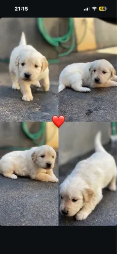 Disponível golden retriver