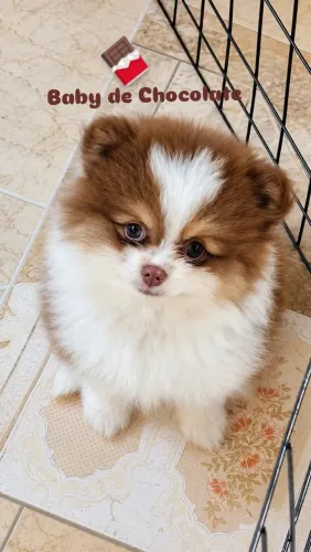 Lulu da Pomerânia macho, Baby Face. Lindo e super carinhoso. 