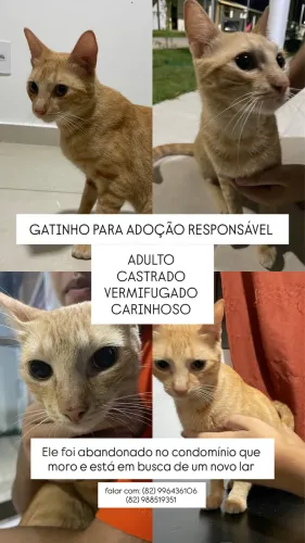 GATO PARA ADOCAK