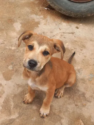 Cachorros machos 