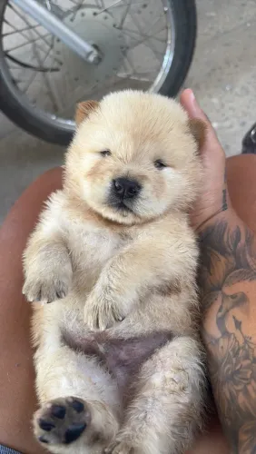 Filhote de chow chow 
