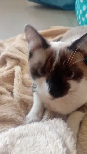Estou doando gata fêmea castrado