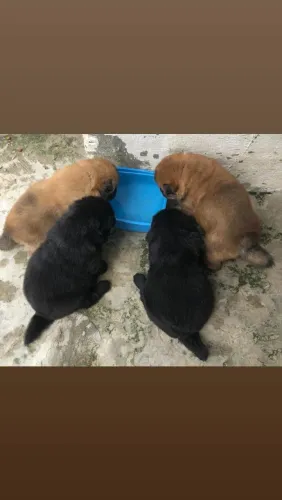 Filhotes de Chow Chow