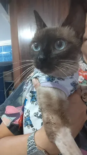 Doação Gata Siamesa (Sem castração)