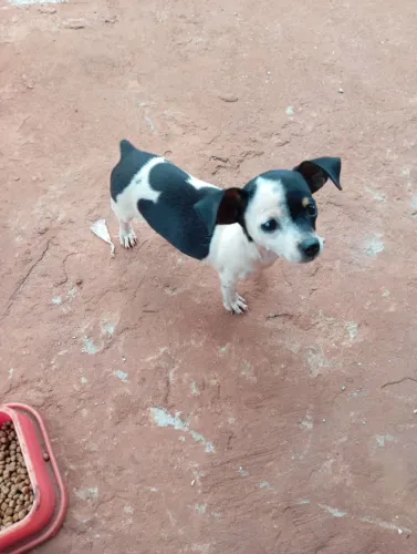 Pinscher fêmea troco ou vendo