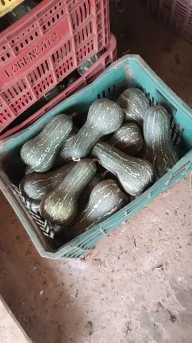 Abóbora Paulista Madura