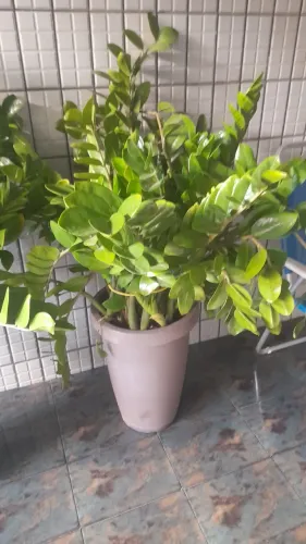 Plantas zamioculcas 