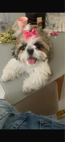Shitzu