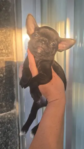 Chihuahua Top HOJE cabeça de maçã focinho curtinho macho