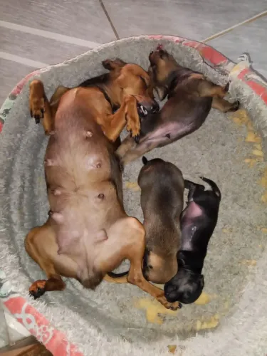 Vendo filhote de pinscher
