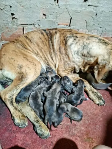 Filhote de Fila Brasileiro 