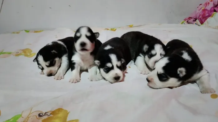Filhotes de Husky Siberiano