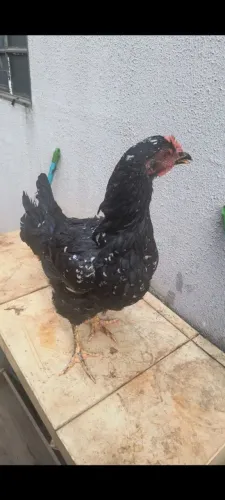 Franga Mista gsb