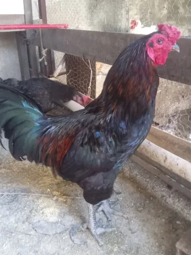 Vendo Dois Galos e Dois frango GIGANTE 