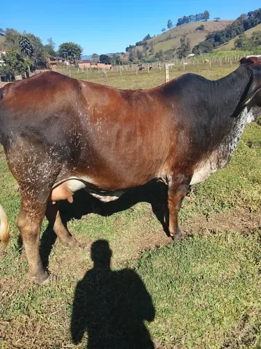 Vaca de primeira cria